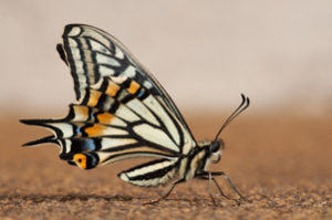 Papilio xuthus